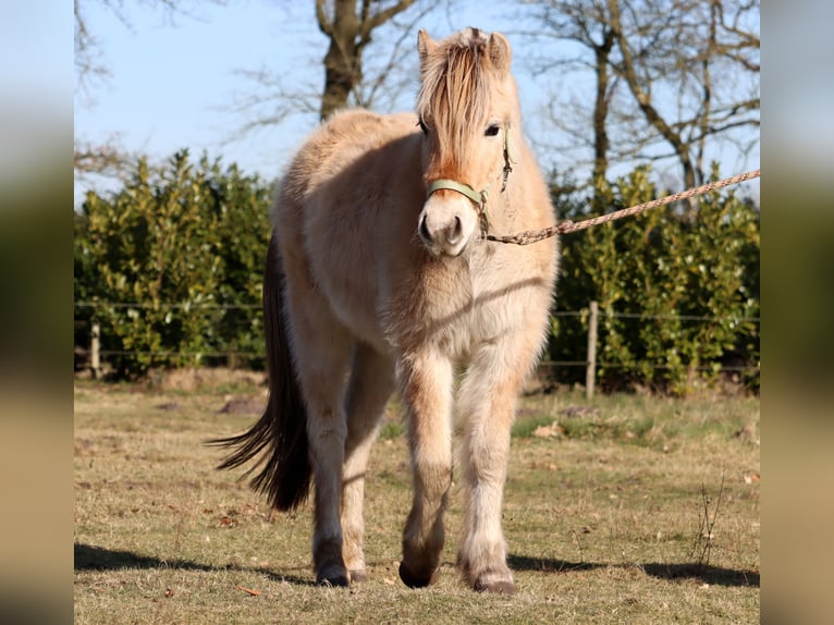 Chevaux fjord Jument 3 Ans Isabelle in Vlagtwedde