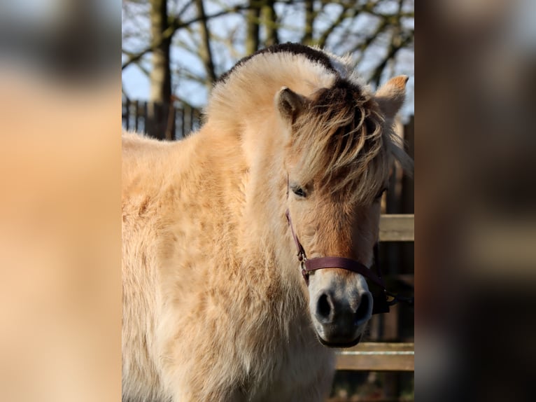 Chevaux fjord Jument 3 Ans Isabelle in Vlagtwedde