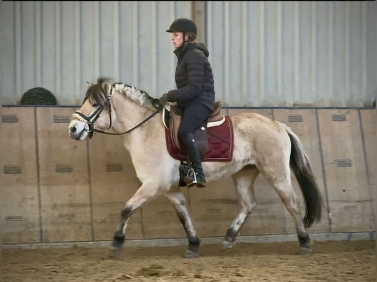 Chevaux fjord Jument 4 Ans 135 cm  in Vaals