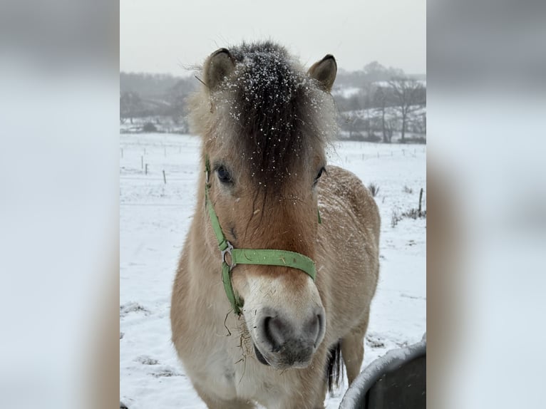 Chevaux fjord Jument 4 Ans 135 cm  in Vaals