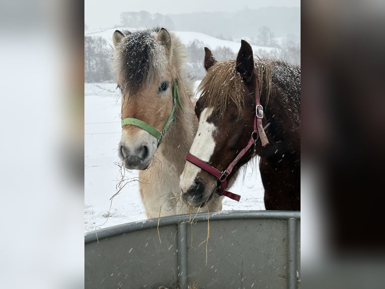 Chevaux fjord Jument 4 Ans 135 cm  in Vaals