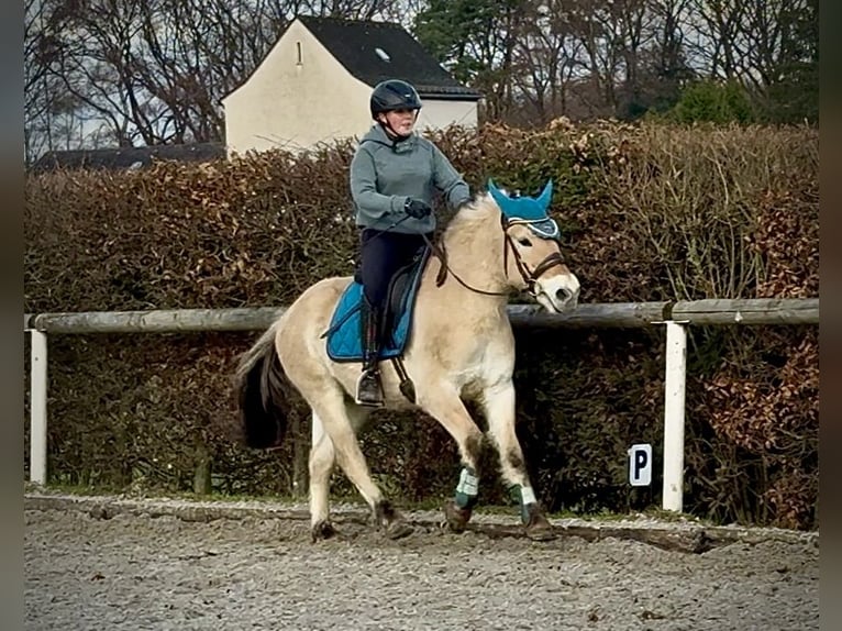 Chevaux fjord Jument 4 Ans 135 cm Isabelle in Neustadt (Wied)