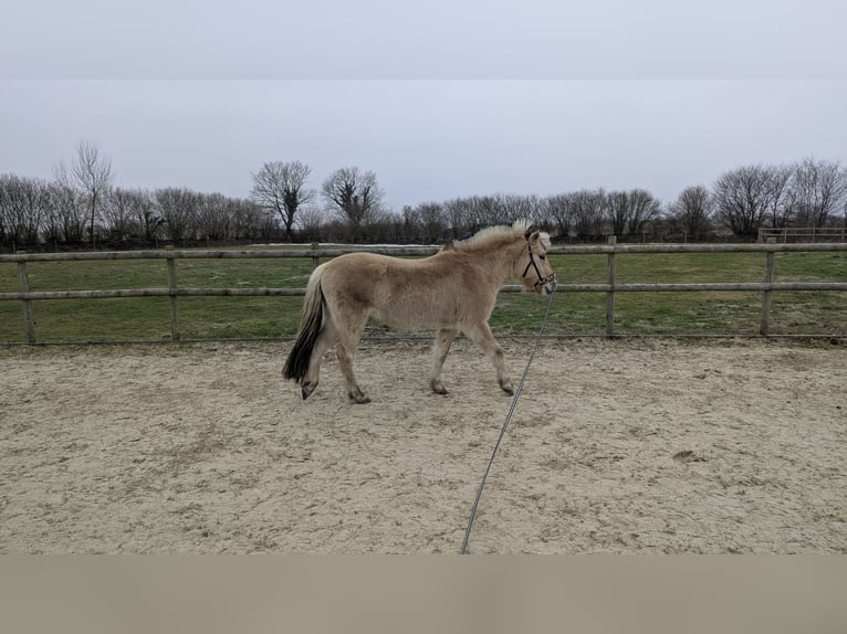 Chevaux fjord Jument 4 Ans 136 cm Isabelle in Böklund