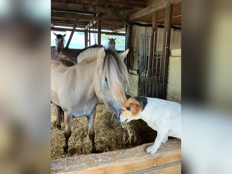 Chevaux fjord Jument 4 Ans 140 cm Bai clair in Rutesheim