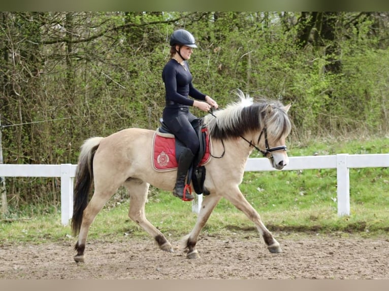 Chevaux fjord Jument 4 Ans 140 cm Isabelle in Paderborn