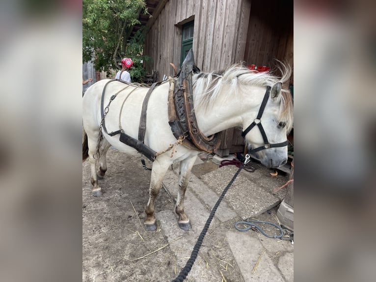 Chevaux fjord Jument 4 Ans 143 cm Isabelle in Hitzacker