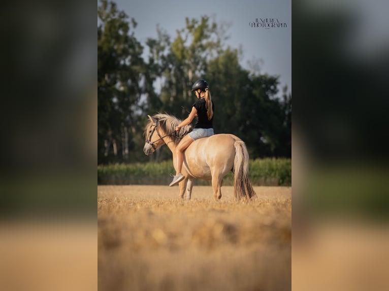 Chevaux fjord Jument 4 Ans 144 cm Isabelle in Augsburg