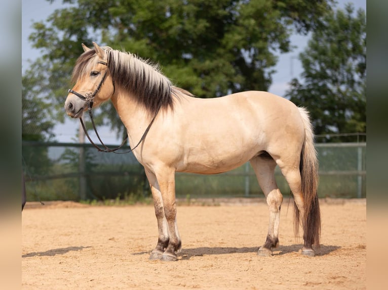 Chevaux fjord Jument 4 Ans 144 cm Isabelle in Augsburg
