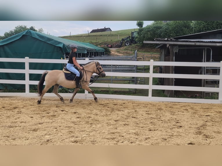Chevaux fjord Jument 4 Ans 144 cm Isabelle in Morsbach