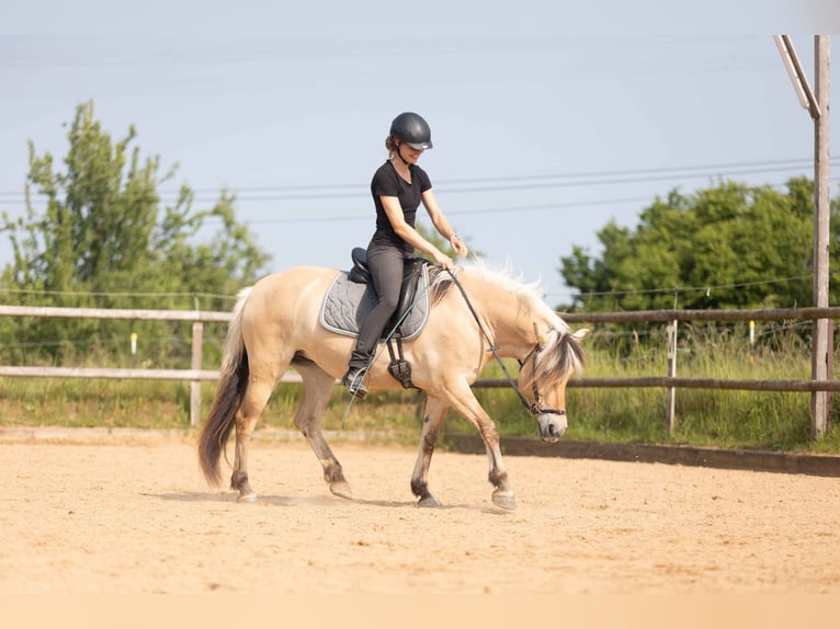 Chevaux fjord Jument 4 Ans 144 cm Isabelle in Kissing