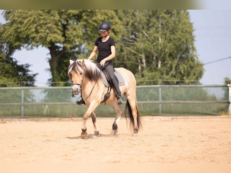 Chevaux fjord Jument 4 Ans 144 cm Isabelle in Kissing