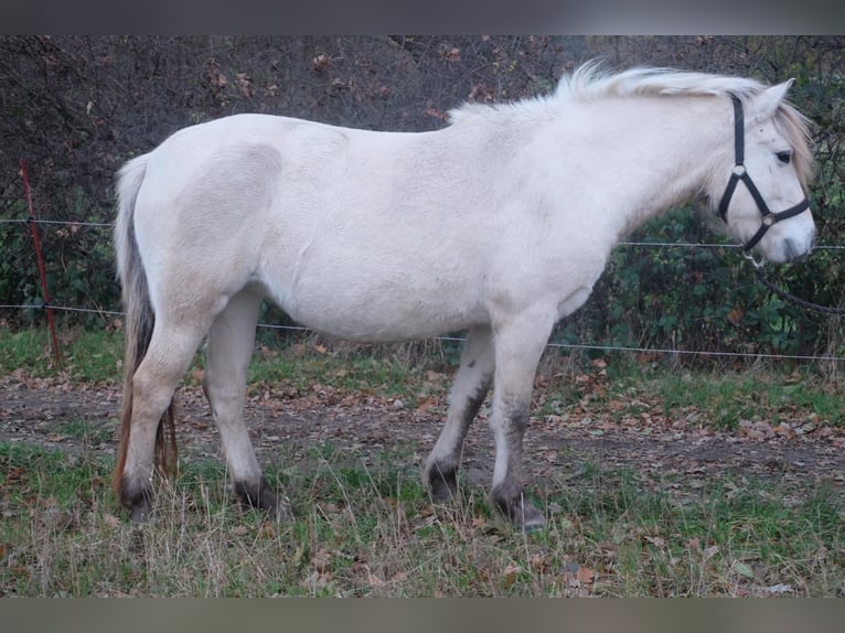Chevaux fjord Jument 4 Ans 144 cm Isabelle in Hitzacker