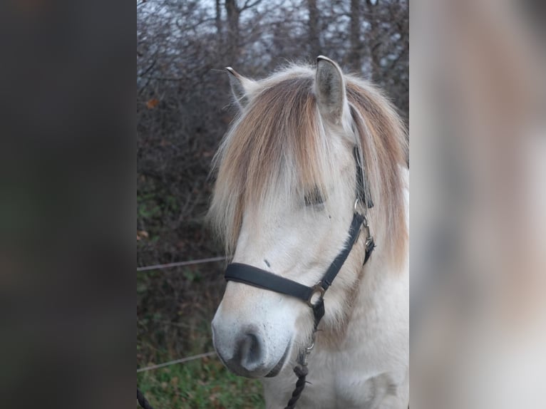 Chevaux fjord Jument 4 Ans 144 cm Isabelle in Hitzacker