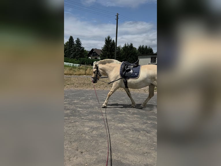 Chevaux fjord Jument 4 Ans 145 cm Alezan dun in Stipshausen