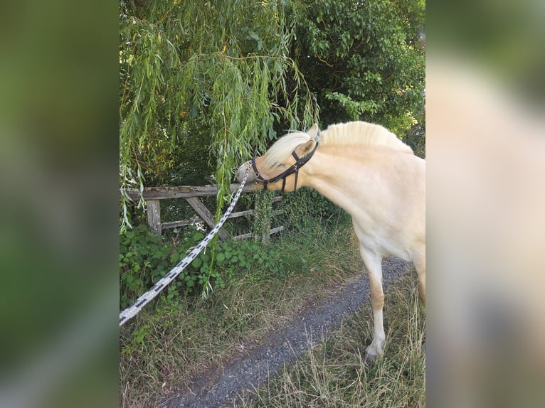 Chevaux fjord Jument 4 Ans 145 cm Alezan dun in Stipshausen