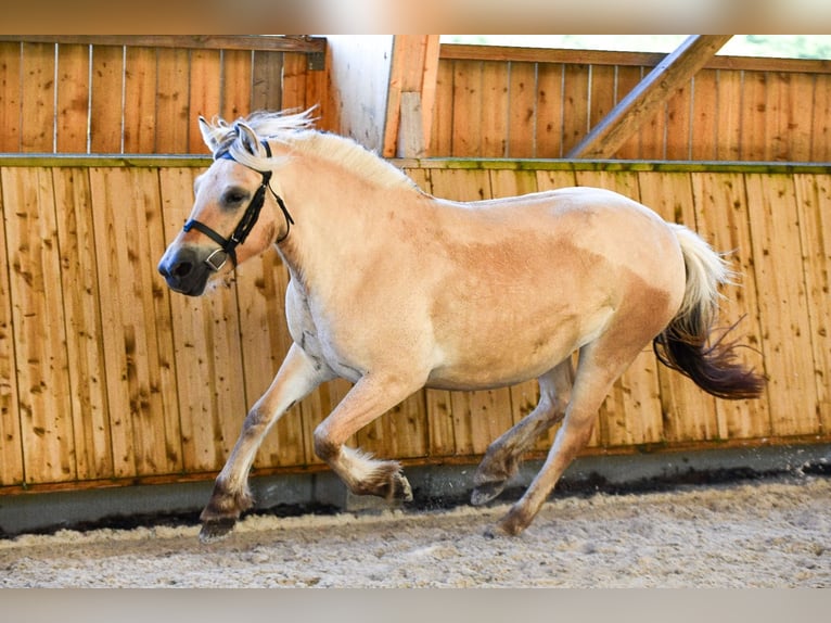 Chevaux fjord Jument 4 Ans 145 cm Isabelle in Puy de Dôme