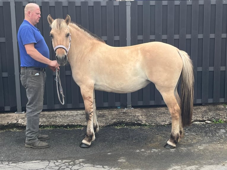 Chevaux fjord Jument 4 Ans 145 cm Isabelle in Morsbach