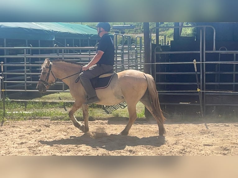 Chevaux fjord Jument 4 Ans 145 cm Isabelle in Morsbach