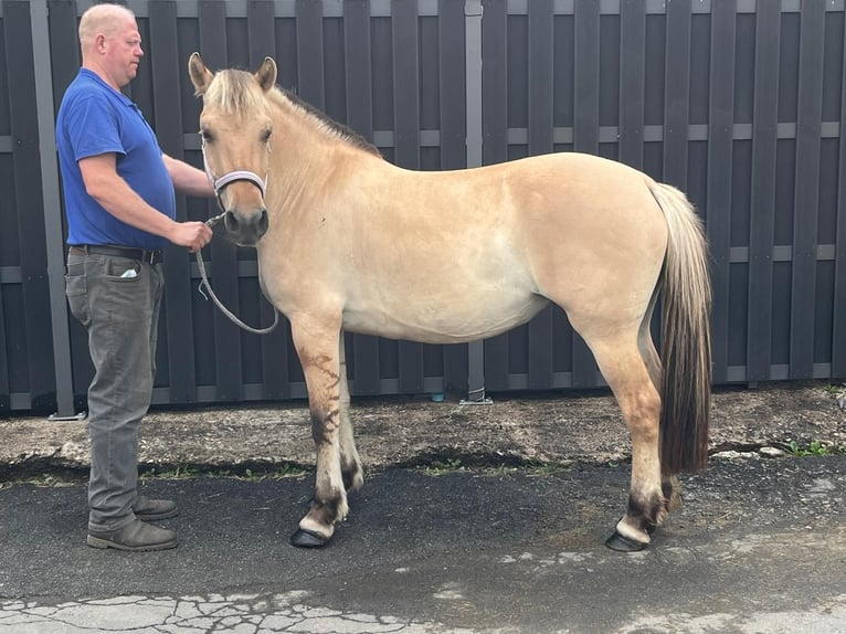 Chevaux fjord Jument 4 Ans 145 cm Isabelle in Morsbach