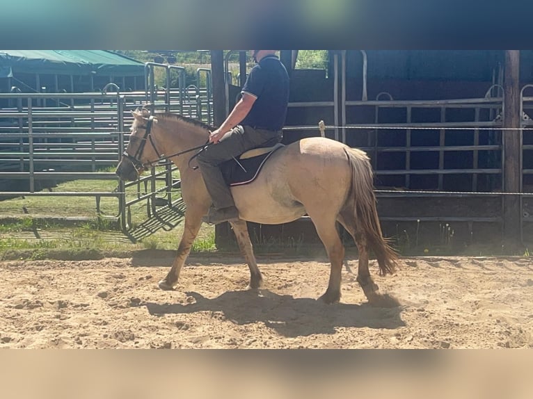 Chevaux fjord Jument 4 Ans 145 cm Isabelle in Morsbach