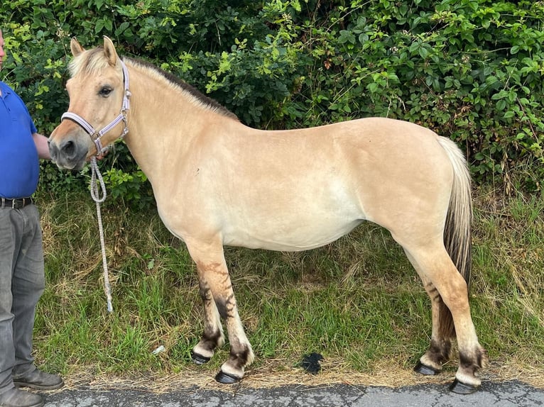 Chevaux fjord Jument 4 Ans 145 cm Isabelle in Morsbach