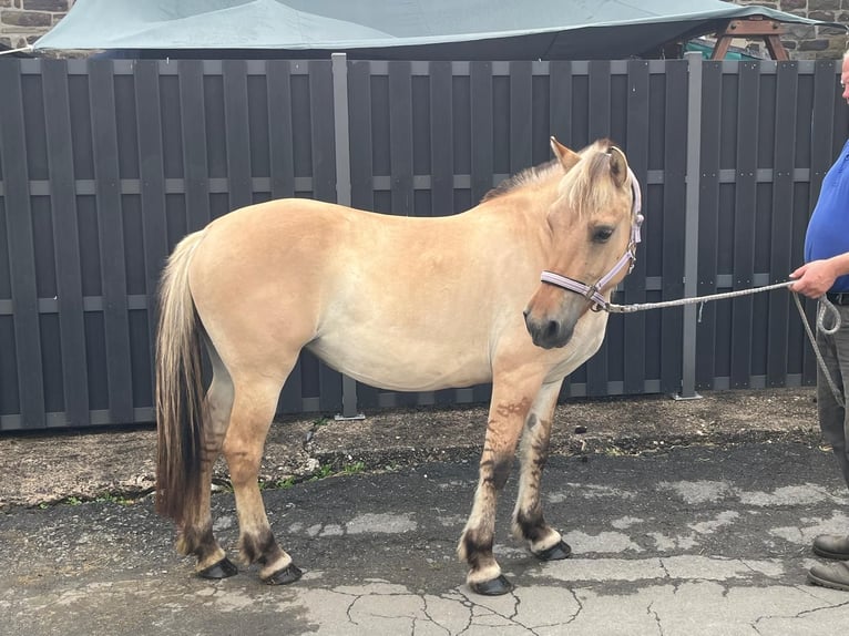 Chevaux fjord Jument 4 Ans 145 cm Isabelle in Morsbach