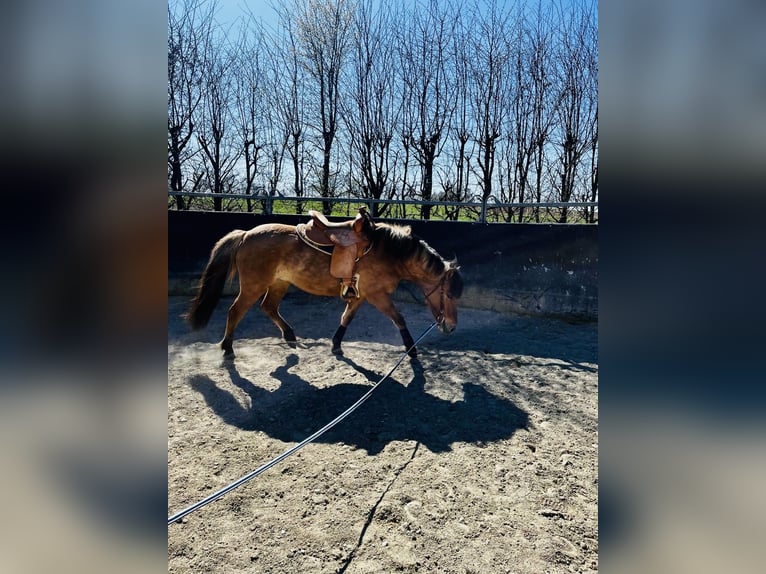 Chevaux fjord Croisé Jument 4 Ans 145 cm Isabelle in Illerkirchberg