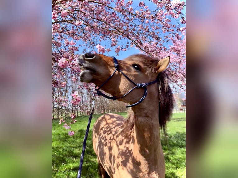 Chevaux fjord Croisé Jument 4 Ans 145 cm Isabelle in Illerkirchberg