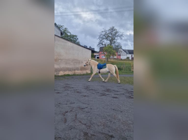 Chevaux fjord Jument 4 Ans 146 cm Alezan dun in Stipshausen