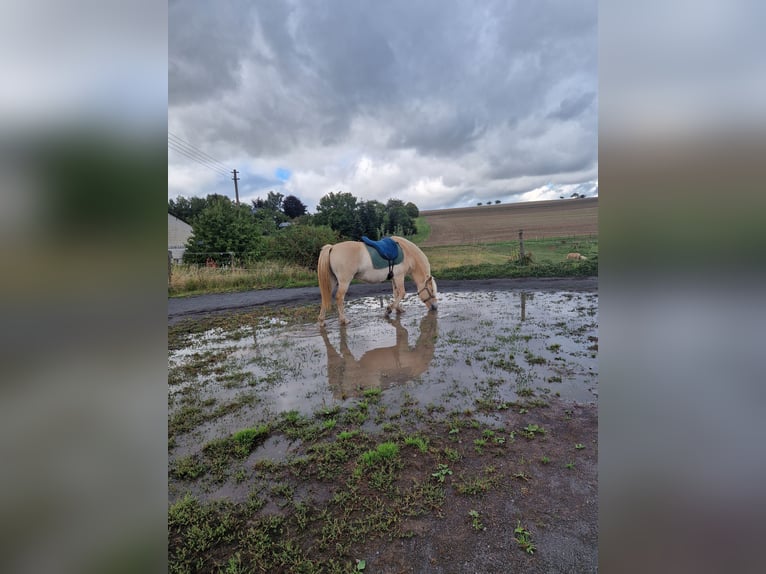 Chevaux fjord Jument 4 Ans 146 cm Alezan dun in Stipshausen
