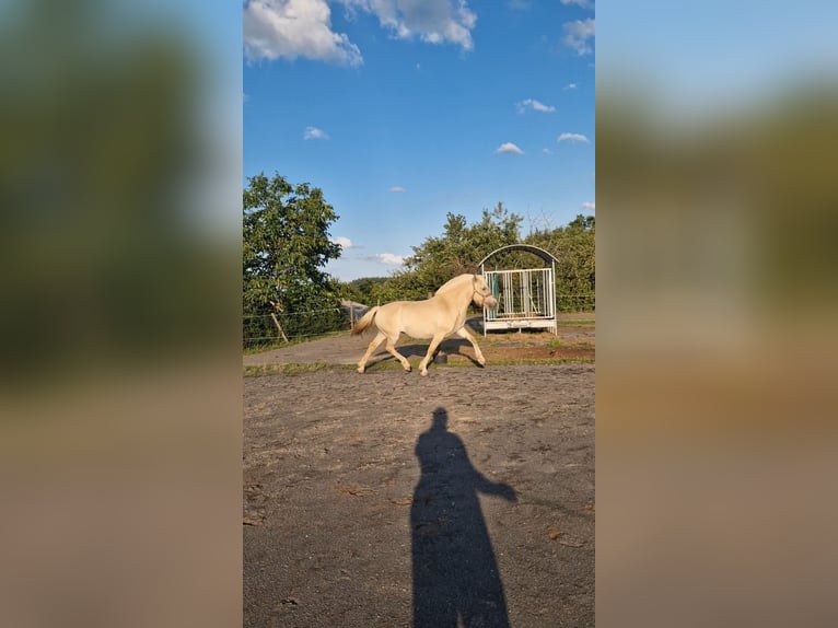 Chevaux fjord Jument 4 Ans 146 cm Alezan dun in Stipshausen