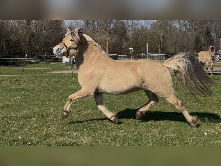Chevaux fjord Jument 4 Ans 148 cm Isabelle in BonnBonn