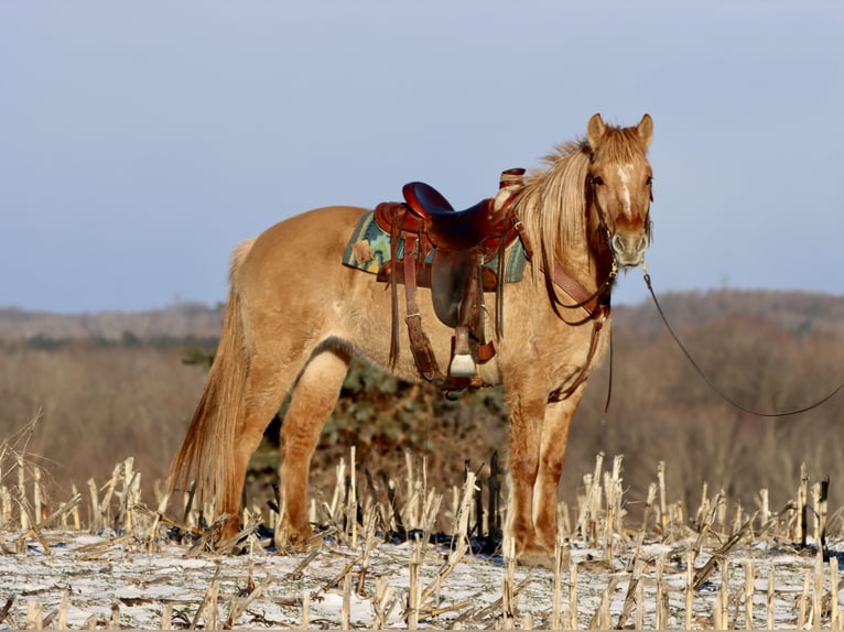 Chevaux fjord Croisé Jument 4 Ans 155 cm Alezan dun in Hesperia