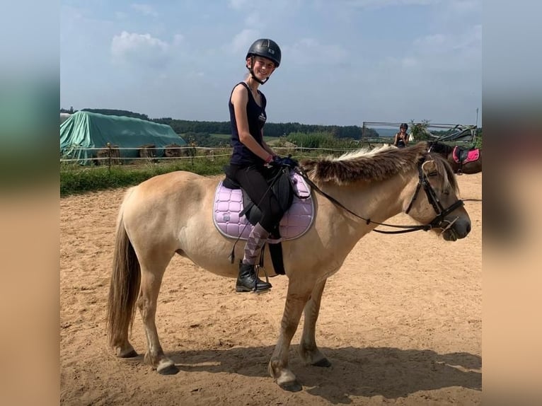 Chevaux fjord Jument 5 Ans 139 cm Isabelle in Lahnau