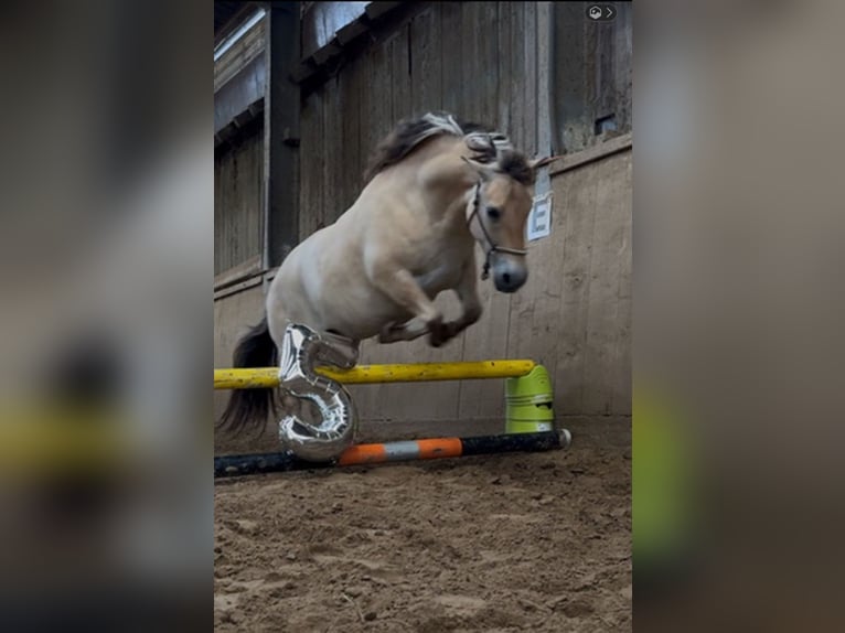 Chevaux fjord Jument 5 Ans 143 cm Isabelle in Wuppertal