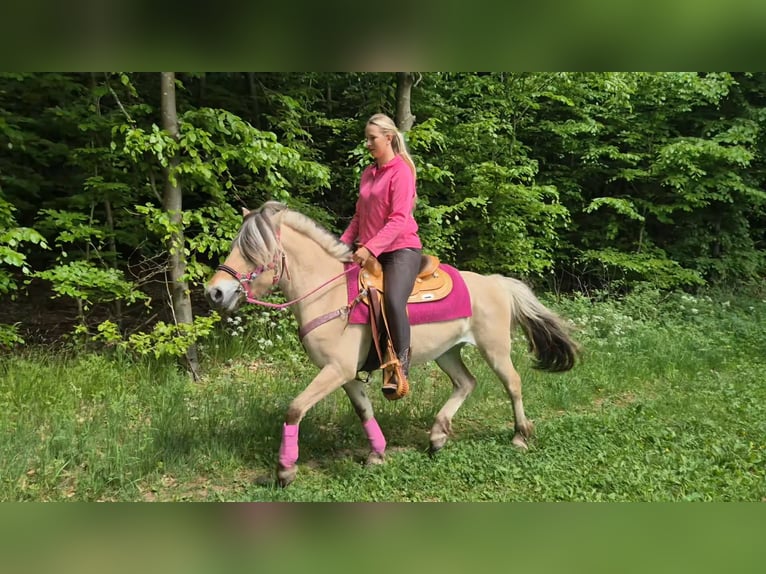 Chevaux fjord Jument 5 Ans 146 cm Isabelle in Linkenbach