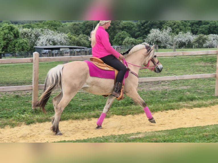 Chevaux fjord Jument 5 Ans 146 cm Isabelle in Linkenbach