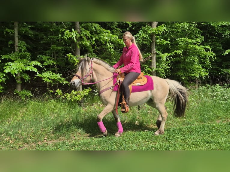 Chevaux fjord Jument 5 Ans 146 cm Isabelle in Linkenbach