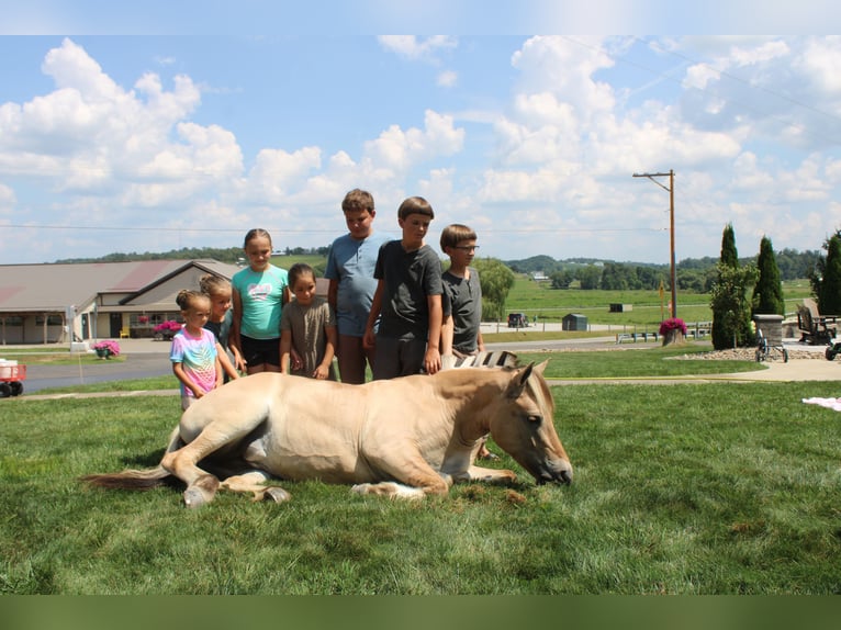 Chevaux fjord Jument 5 Ans 147 cm Buckskin in Millersburg