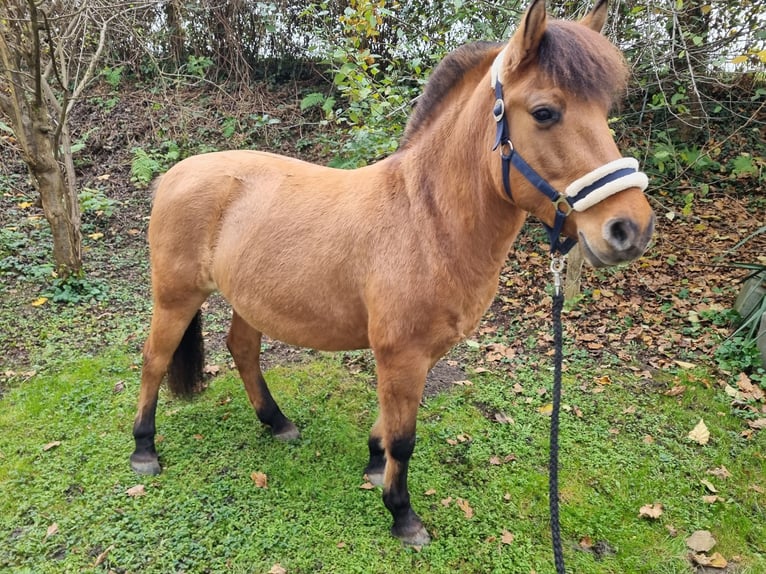 Chevaux fjord Croisé Jument 6 Ans 138 cm Alezan in MettmannMettmann