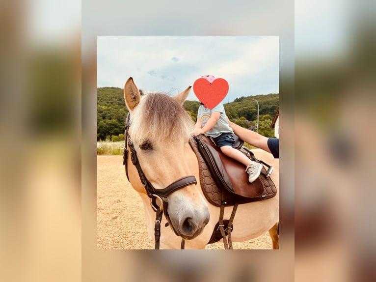 Chevaux fjord Jument 6 Ans 140 cm Isabelle in Buseck