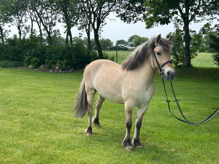 Chevaux fjord Jument 6 Ans 143 cm Isabelle in Joldelund