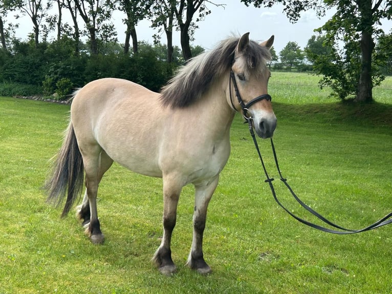 Chevaux fjord Jument 6 Ans 143 cm Isabelle in Joldelund