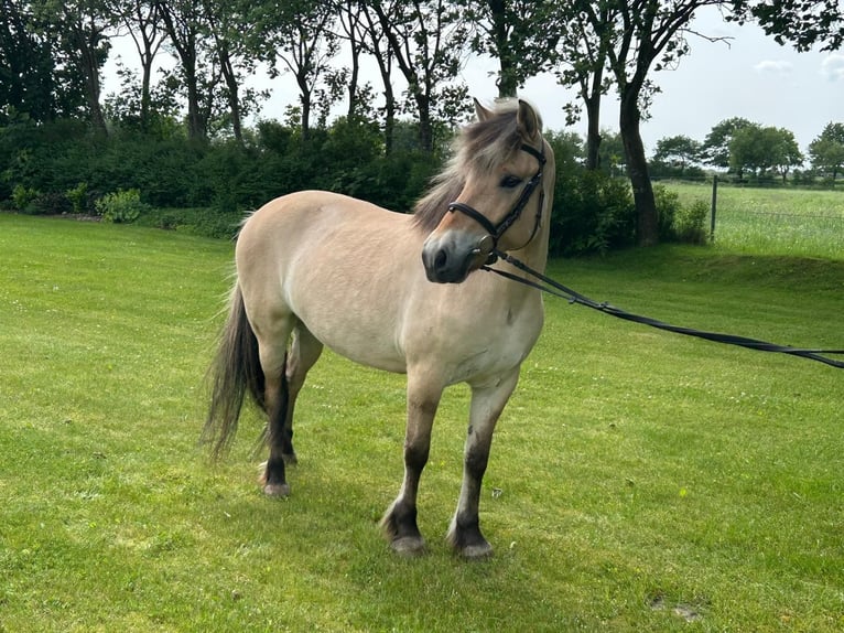 Chevaux fjord Jument 6 Ans 143 cm Isabelle in Joldelund