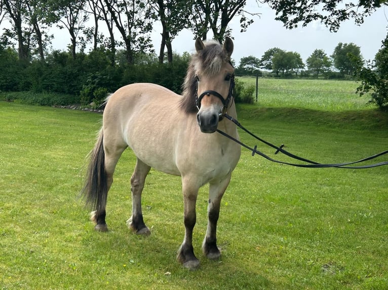 Chevaux fjord Jument 6 Ans 143 cm Isabelle in Joldelund