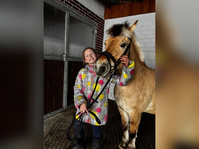 Chevaux fjord Jument 6 Ans 145 cm Isabelle in Görzke