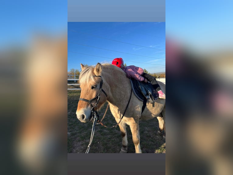 Chevaux fjord Jument 6 Ans 146 cm Alezan brûlé in Iszkaszentgy&#xF6;rgy