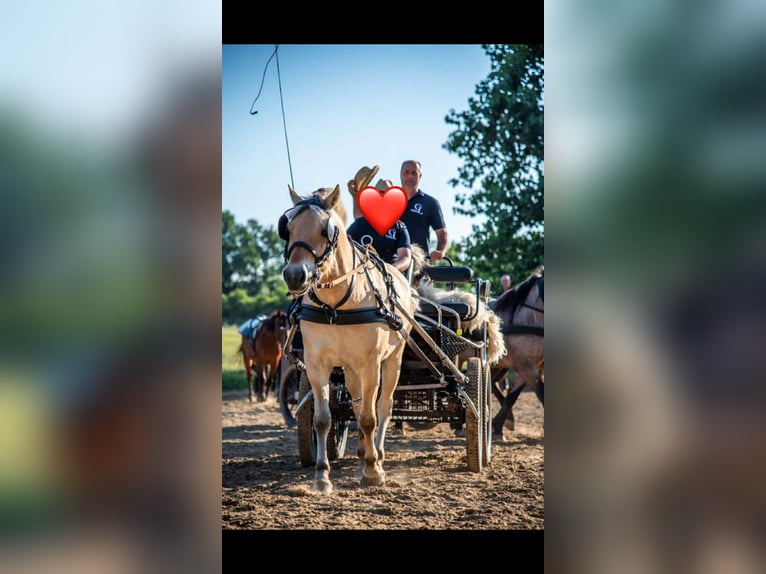 Chevaux fjord Jument 6 Ans 146 cm Alezan brûlé in Iszkaszentgy&#xF6;rgy