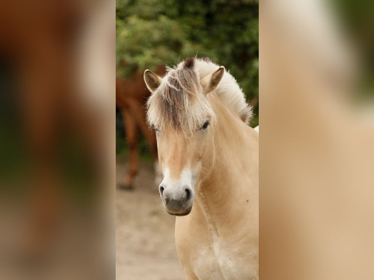 Chevaux fjord Jument 6 Ans 147 cm in Rodgau