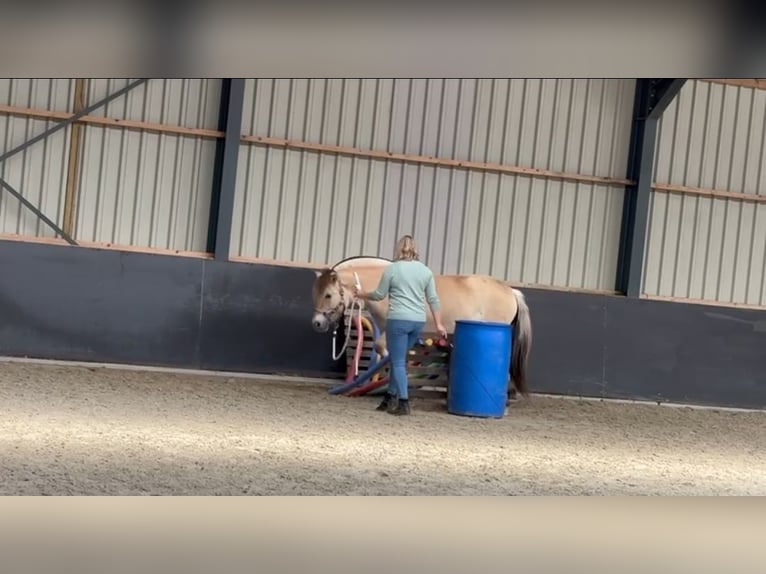 Chevaux fjord Jument 6 Ans 148 cm  in Herveld